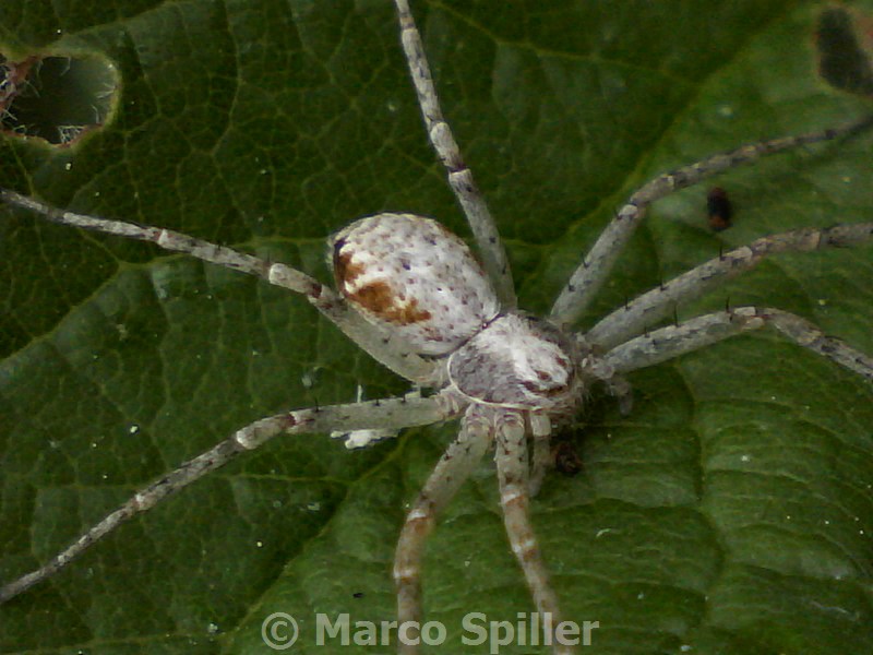 Philodromus sp. - Milano (MI)